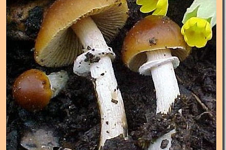 Agrocybe_erebia.jpg