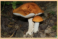 Leccinum_albostipitatum.jpg