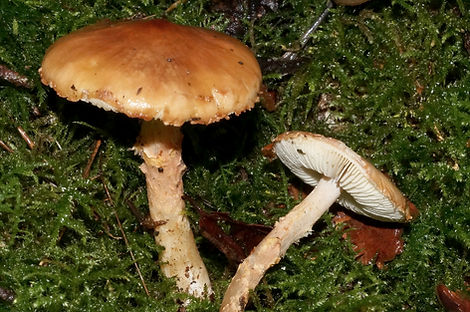 Limacella_glioderma_2.jpeg