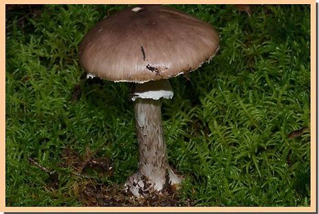 Amanite_porphyre_2.jpg