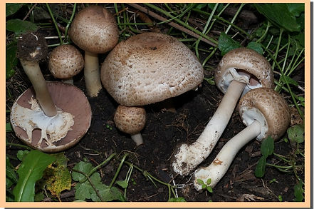 Agaric_a_ecailles_sombres.jpg