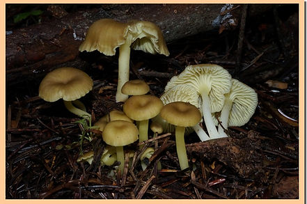Chrysomphalina_grossula.jpg