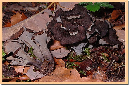 Trompette-des-morts.jpg