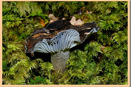 Hygrophorus_marzuolus_3.jpg