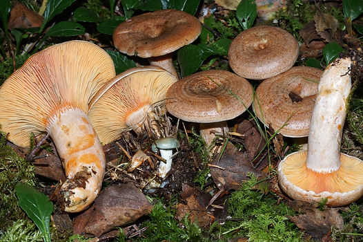 Lactarius_quieticolor_5.jpeg
