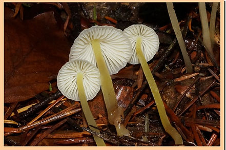 Mycena_epipterygia_3.jpg