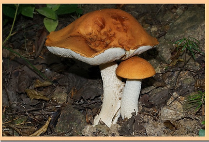 Bolet_orange.jpg