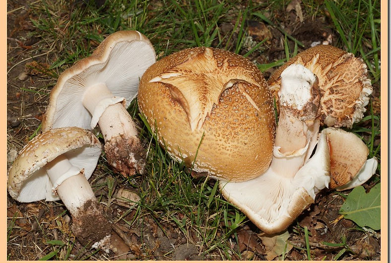 Amanite_rougissante_7.jpg