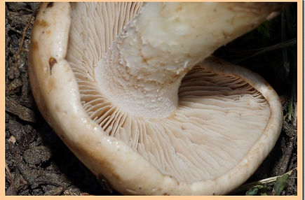 Hebeloma_edurum.jpg