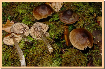 Entoloma_cetratum.jpg