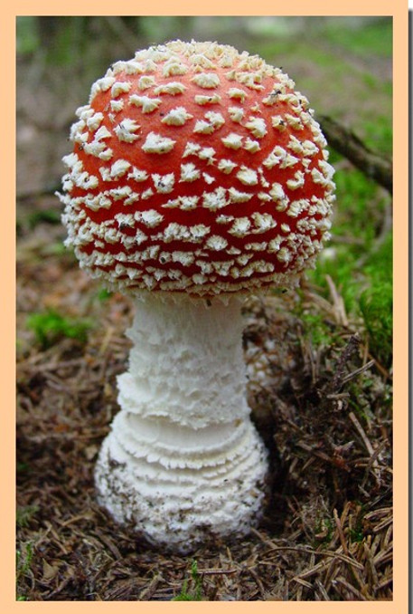 Amanite_tue-mouches_3.jpg