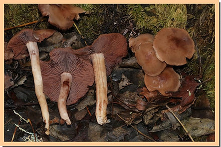 Psathyrella_spadicea.jpg