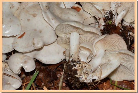 Lyophyllum_connatum_2.jpg