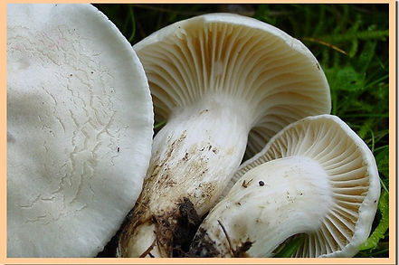 Hygrophorus_penarioides_2.jpg