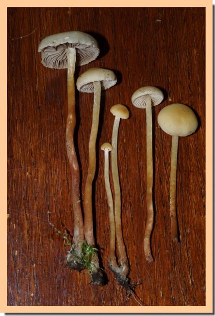 Hypholoma_elongatum_2.jpg