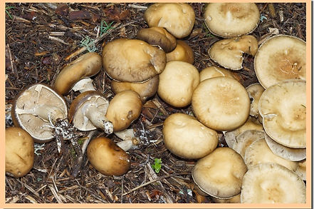 Agrocybe_praecox_5.jpg