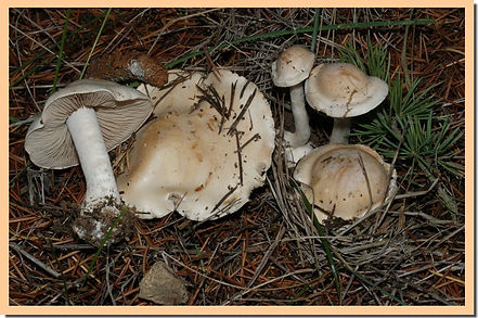 Hebeloma_eburneum.jpg