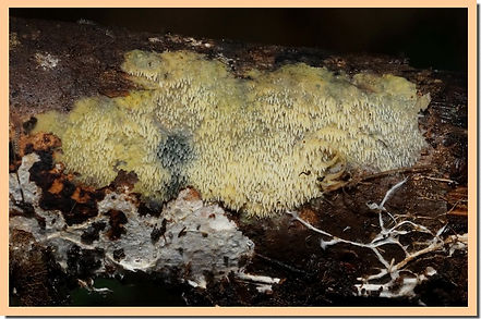 Phlebia_uda.jpg