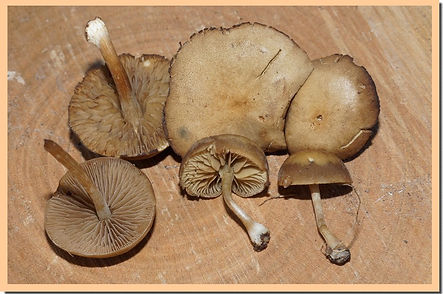 Galere_lisse_34.jpg