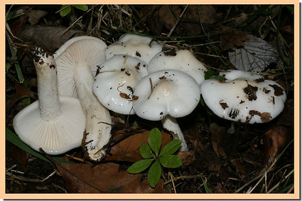 Hygrophorus_cossus.jpg