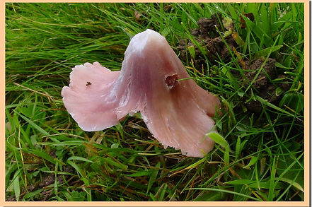 Hygrocybe_calyptriformis.jpg