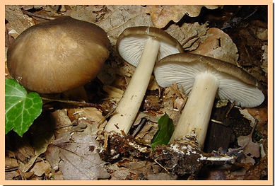 Megacollybia_platyphylla_2.jpg