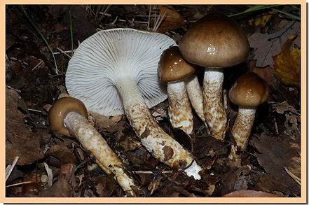 Hygrophore_bicolore.jpg