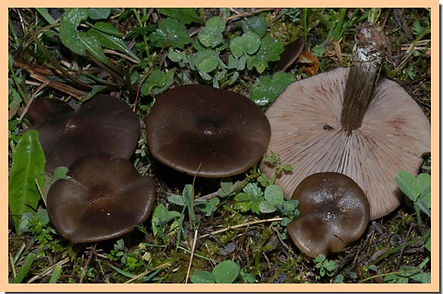 Entoloma_sericeum_3.jpg