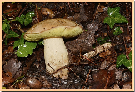 Bolet_appendicule.jpg