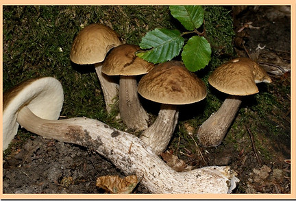 Leccinum_carpini.jpg
