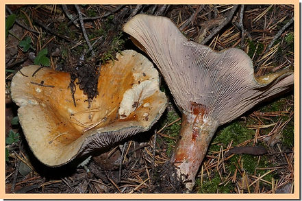 Lactarius_semisanguifluus.jpg