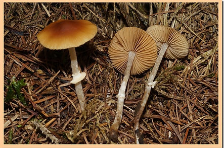 Galere_lisse_21.jpg