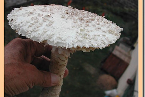 Amanite_de_Vittadini_4.jpg