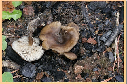 Myxomphalia_maura.jpg