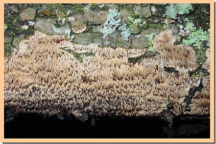 Cerocorticium_molare.jpg