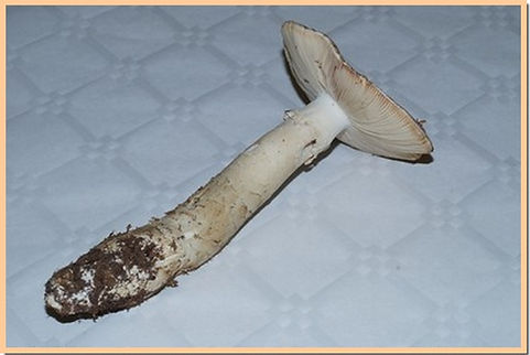 Amanite_epaisse_6.jpg
