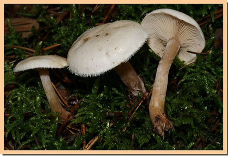 Ripartites_tricholoma.jpg