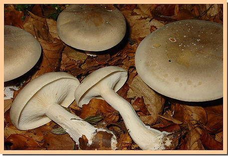 Clitocybe_nebularis.jpg