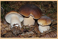Cepe_de_Bordeaux_2.jpg