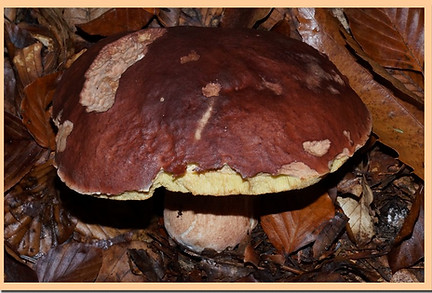 Cepe_des_pins_2.jpg