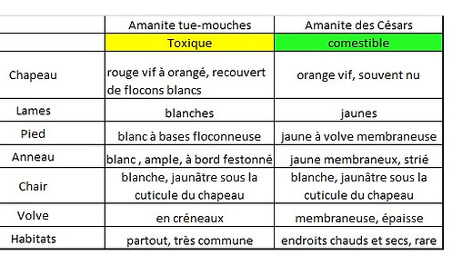 Amanite_des_Cesars_4.jpg