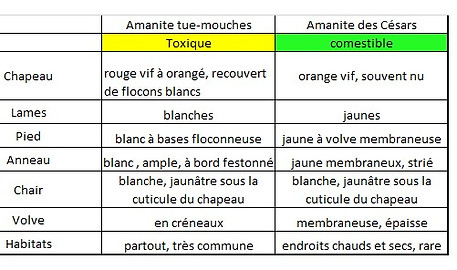Amanite_des_Cesars_4.jpg