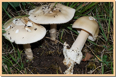Amanita_lividopallescens_2.jpg