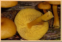Chrysomphalina_chrysophylla_lames.jpg