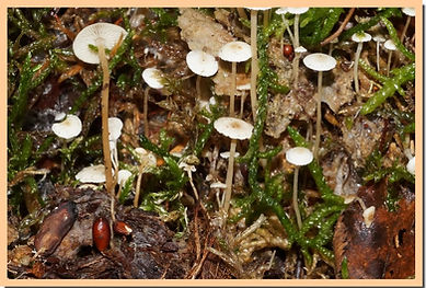 Collybia_tuberosa.jpg
