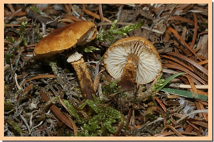 Cystoderma_jasonis.jpg
