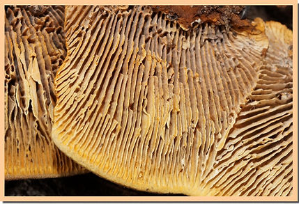 Gloeophyllum_abietinum_pores.jpg