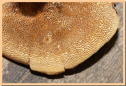 Coltricia_perennis_pores.jpg