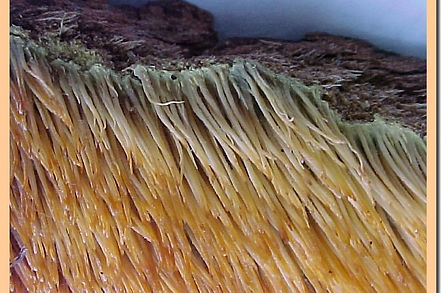 Sarcodontia_setosa.jpg