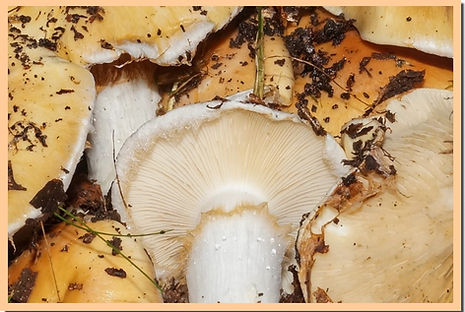 Cortinarius_turmalis_2.jpg